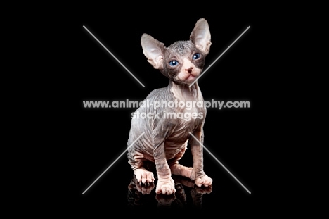 5 week old Sphynx kitten