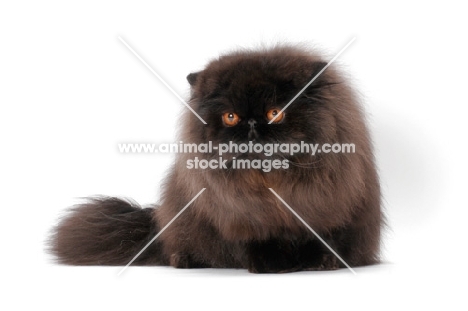 fluffy black Persian