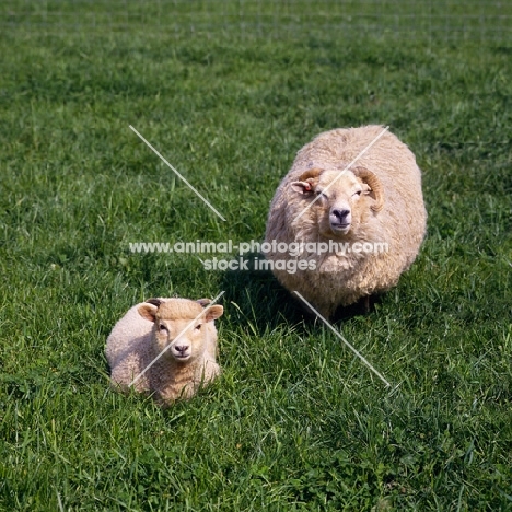 portland ewe and lamb at norwood farm looking up at camera