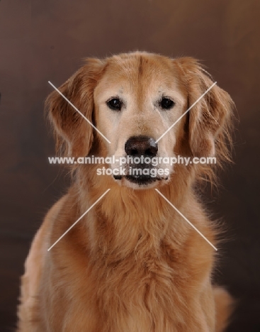 Golden Retriever looking at camera