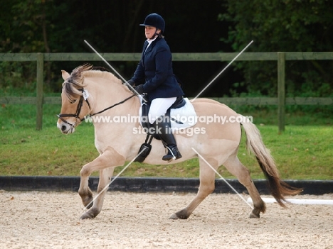 Fjord pony cantering in dressage test