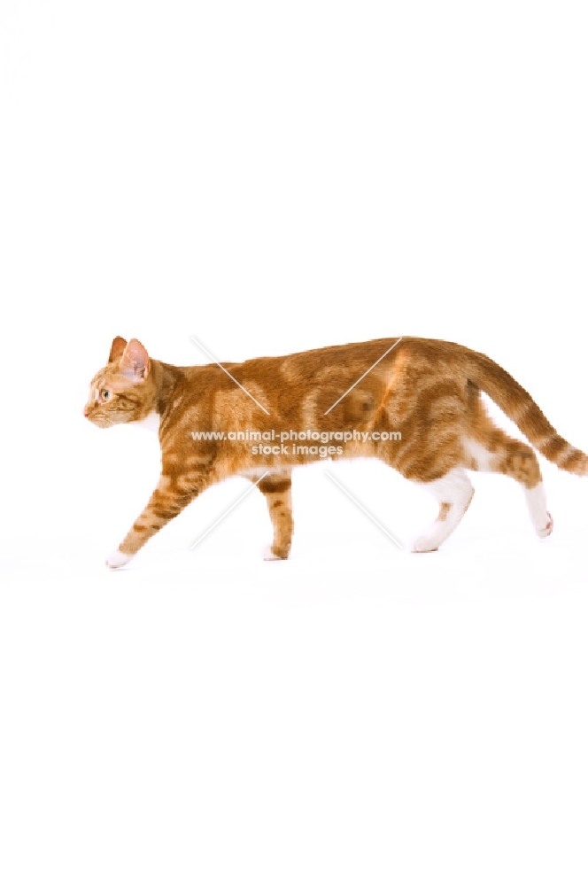ginger tabby cat isolated on a white background