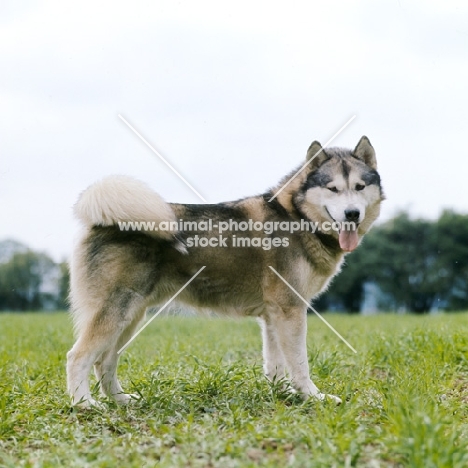 alaskan malamute side view