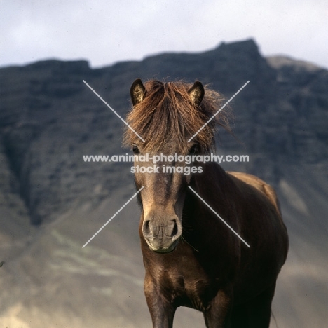 Iceland horse at Hofn