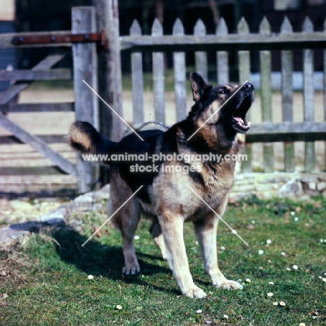 trained german shepherd dog barking to order