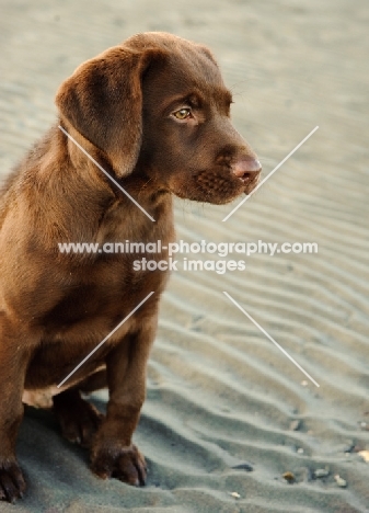 chocolate Labrador puppy on beach
