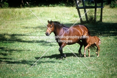 dartmoor mare walking with her foal