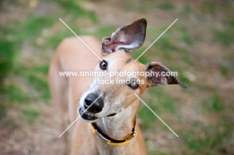 greyhound tilting head with ears flopping