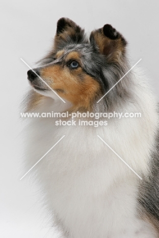 Australian Grand Champion Shetland Sheepdog, portrait