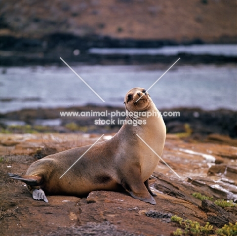 sea lion on james island, galapagos islands