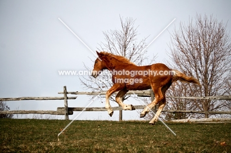 5 month old Belgian filly galloping along fenceline