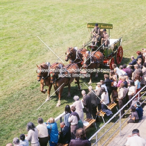 four suffolk punches drawing brewers dray in competition at show