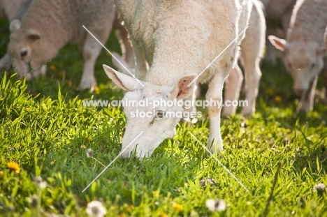 Cheviot sheep grazing