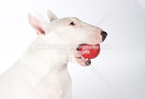 bull terrier with ball