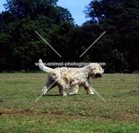 soft coated wheaten terrier, undocked  trotting on grass