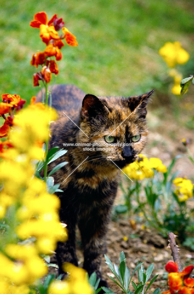 tortoiseshell non pedigree cat prowling among flowers