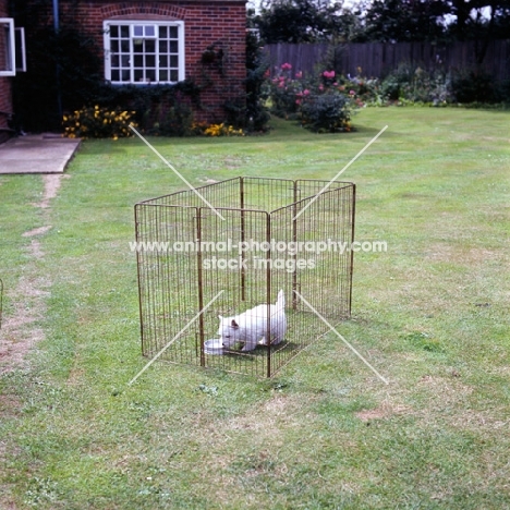 westie puppy in a pen