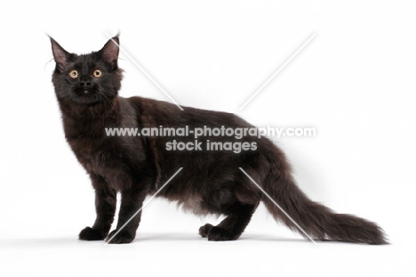 black Maine Coon