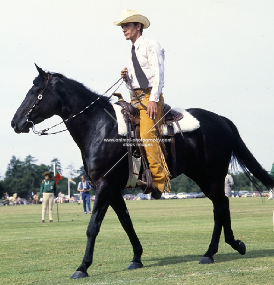 quarter horse in parade of rare breeds at windsor show uk.