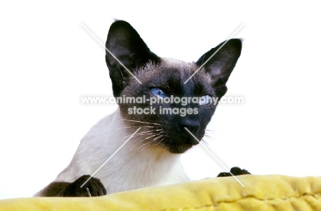 champion seal point siamese cat