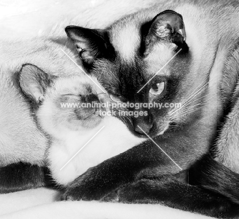 seal point siamese cat with her kitten in her arms