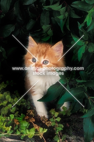 cute kitten in garden