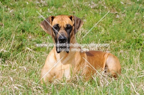 Great Dane lying down