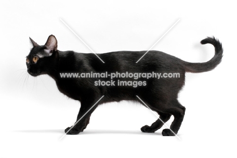 black Bombay cat standing on white background