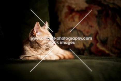 Kitten laying on couch