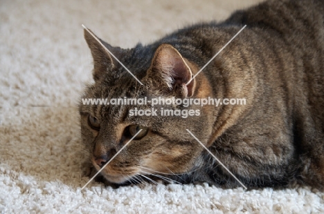 Household cat lying on carpet