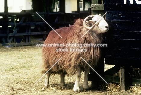 herdwick ram