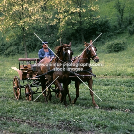 two kisber horses in harness with cart in hungary