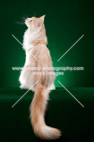 red silver Maine Coon cat on green background