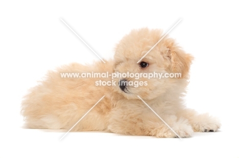 yellow Puli puppy on white background, lying down