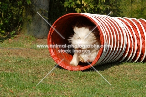 Bearded Collie in tunnel