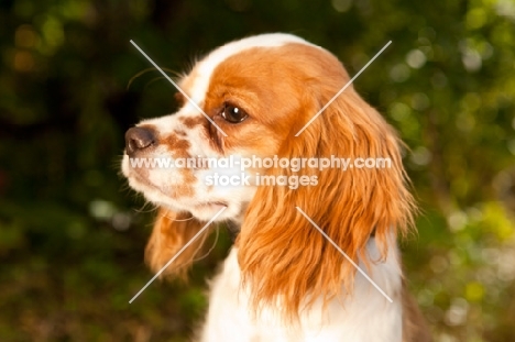 Cavalier King Charles Spaniel portrait