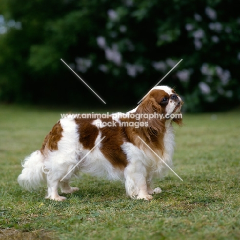 ch tudorhurst theron, king charles spaniel side view