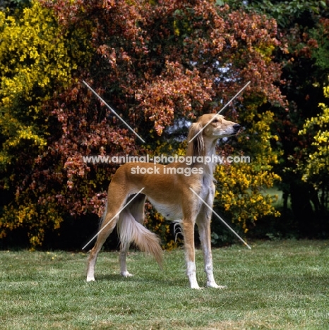 ch jazirat bahiyya (bronte), saluki standing in garden infront of trees, winner hound group crufts 1991