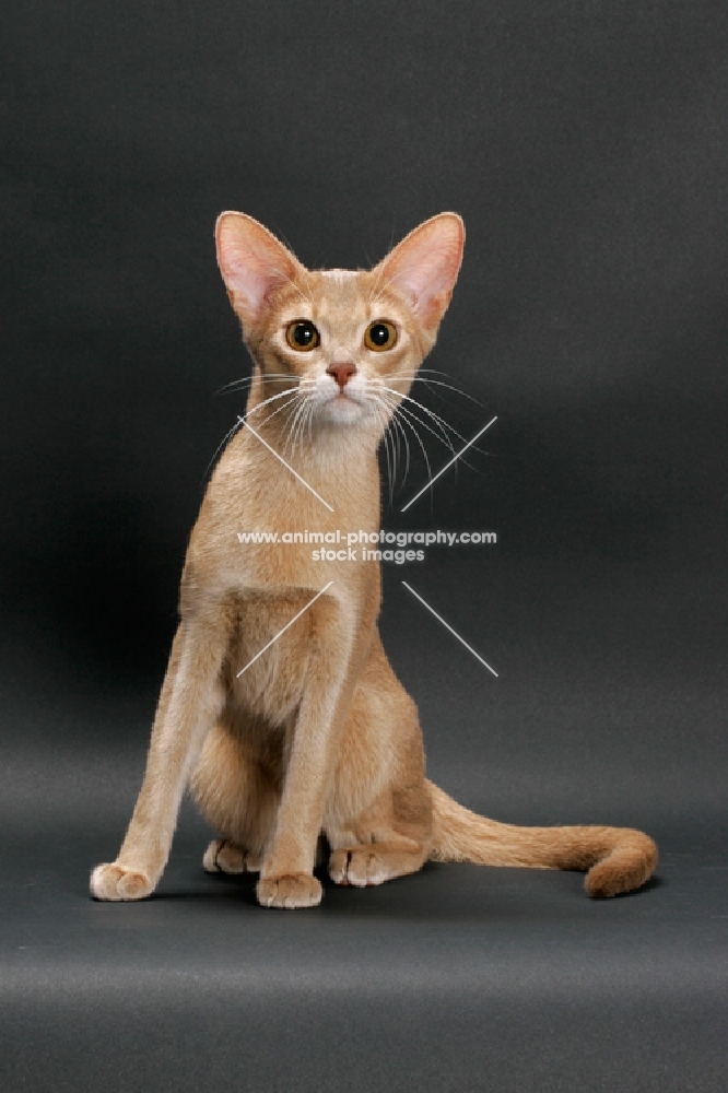 fawn Abyssinian on grey background, front view, sitting down