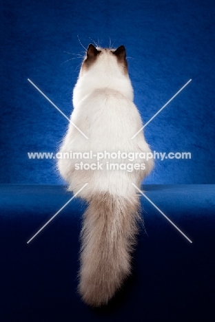 Ragdoll cat in studio on blue background