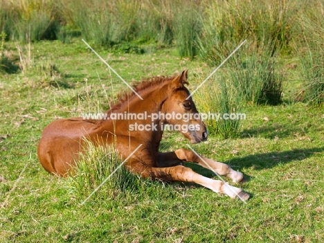 Welsh Cob (section d) foal, lying down