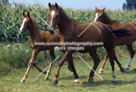 Nellie and Zonneveld Gelderland mares with foal Akkervel, trotting 