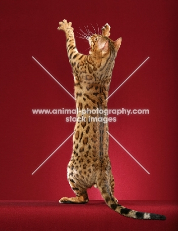Bengal with legs up in the air