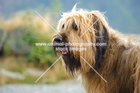 Briard portrait