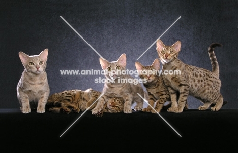 5 Ocicat kittens, with one peaking through