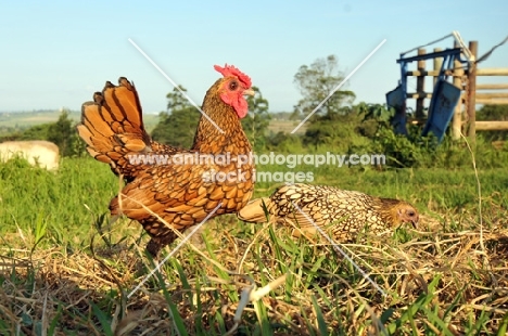 golden Sebright Bantam chicken at farm