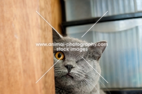 blue British Shorthair cat, one missing eye