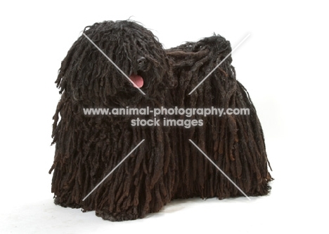 Australian Champion Puli on white background