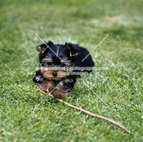 yorkie pup lying in grass with stick