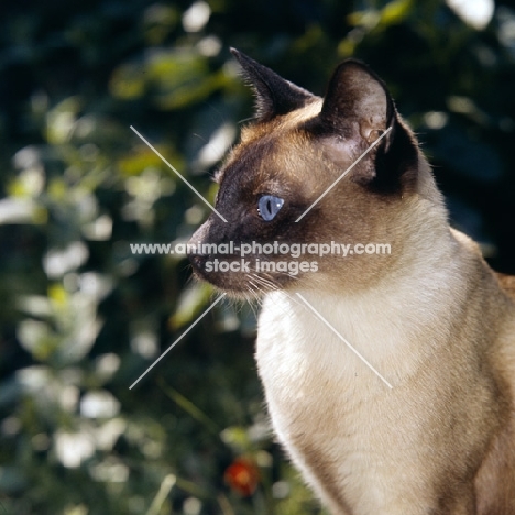 old style siamese cat, seal point 